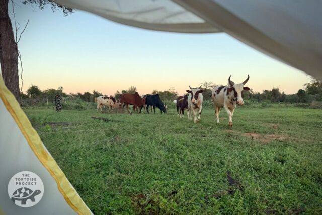 A Herd of Zebu Cattle Herd of zebu cattle