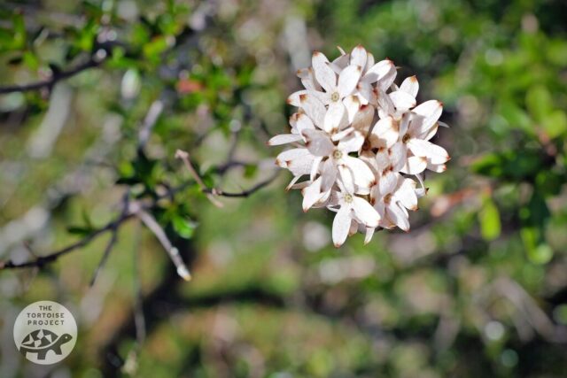 Flower in bloom in southern Madagascar