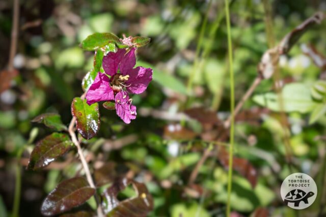 Flower in bloom in southern Madagascar