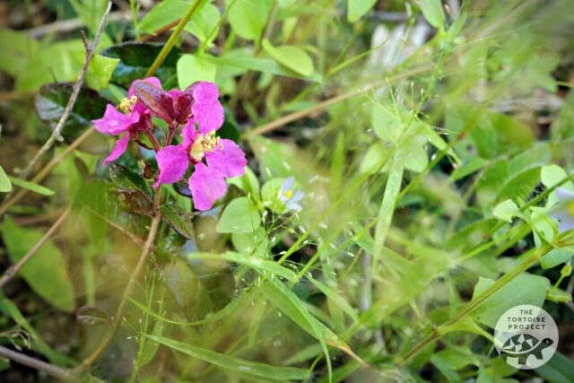 Flower in bloom in southern Madagascar