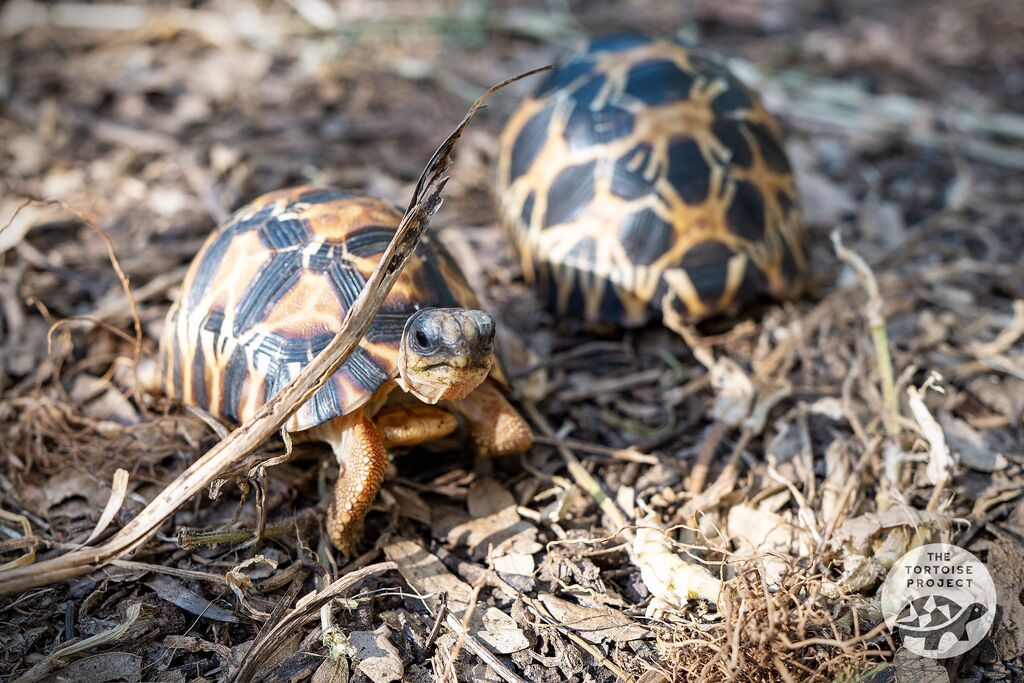 Baby Radiated Tortoises in Madagascar
