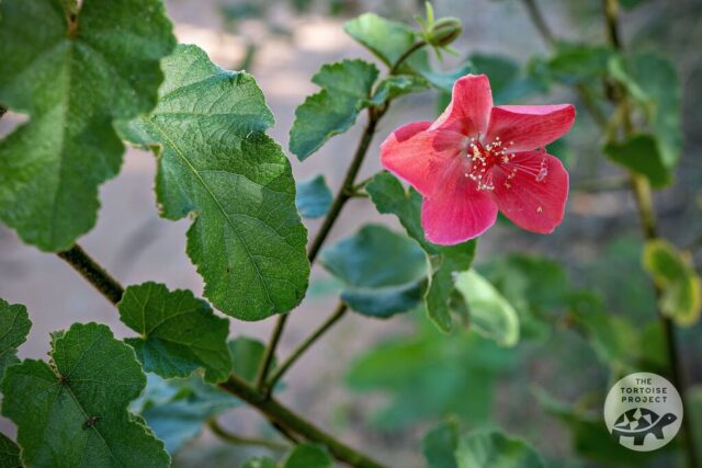 Flower in bloom in southern Madagascar