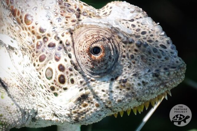 A large chameleon in southern Madagascar A large chameleon in southern Madagascar