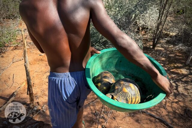 Two tortoises in a tub Two tortoises in a tub
