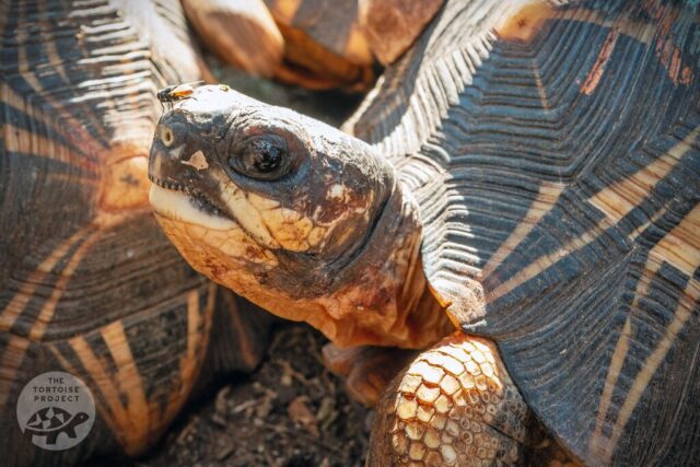 Radiated tortoise in southern Madagascar Radiated tortoise in southern Madagascar
