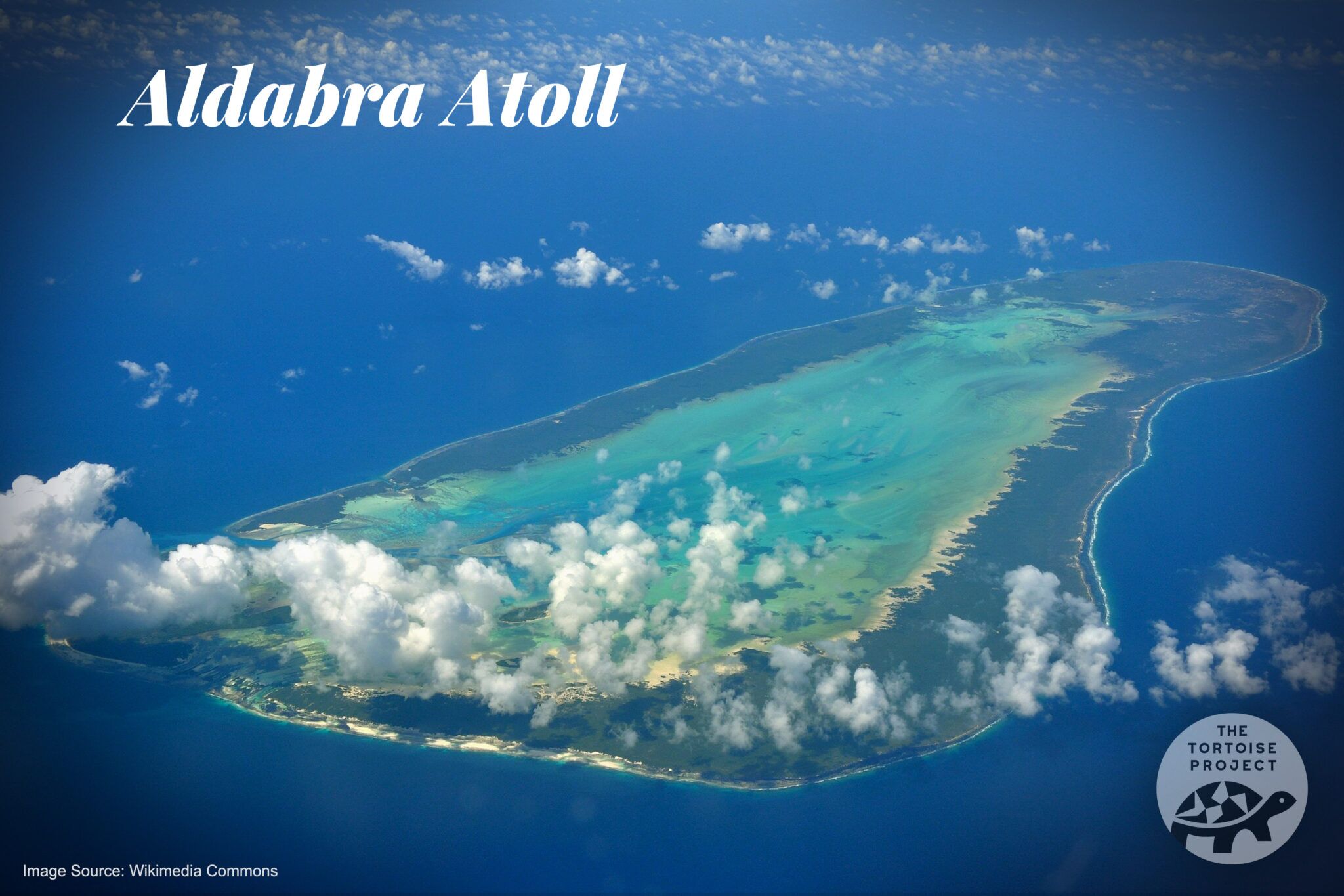 The Tortoises of Aldabra - The Tortoise Project
